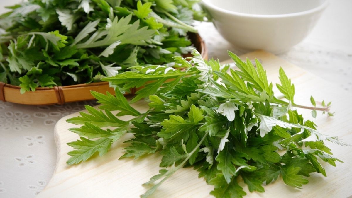 Sử dụng ngải cứu để thông hành kinh mạch