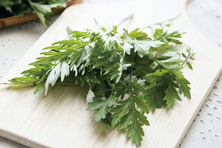 Bài thuốc ngải cứu chỉ thực sự hiệu quả khi bạn áp dụng đúng cách
