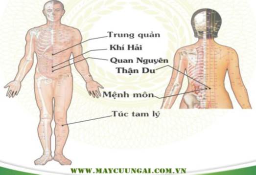 Cứu ngải dưỡng sinh nâng  cao sức khỏe