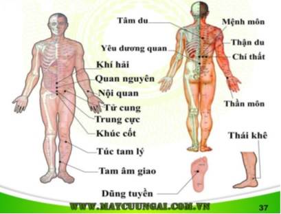 Cứu ngải chữa di tinh - liệt dương, yếu sinh lý