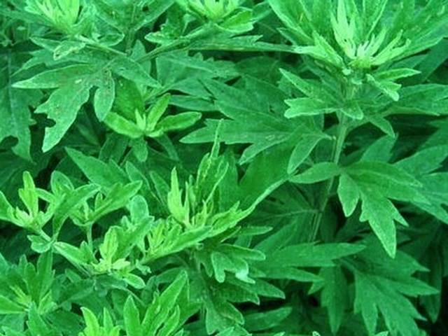 Wormwood and loveCây ngải cứu và tình yêu