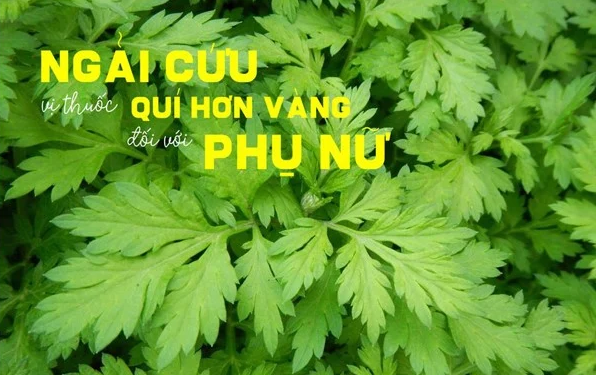 Thực hư việc ăn ngải cứu điều hòa kinh nguyệt